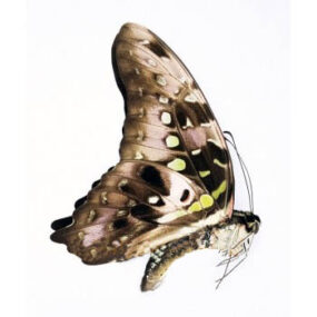 Butterfly, Graphium agamemnon comodus, Tailed Jay Butterfly Specimen