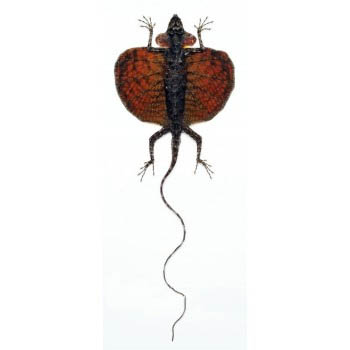 Draco haematopogon Flying Dragon