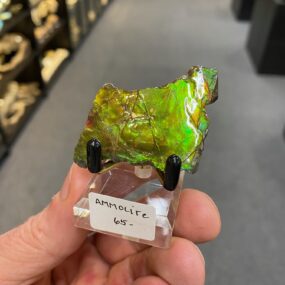 Ammolite Specimen 2