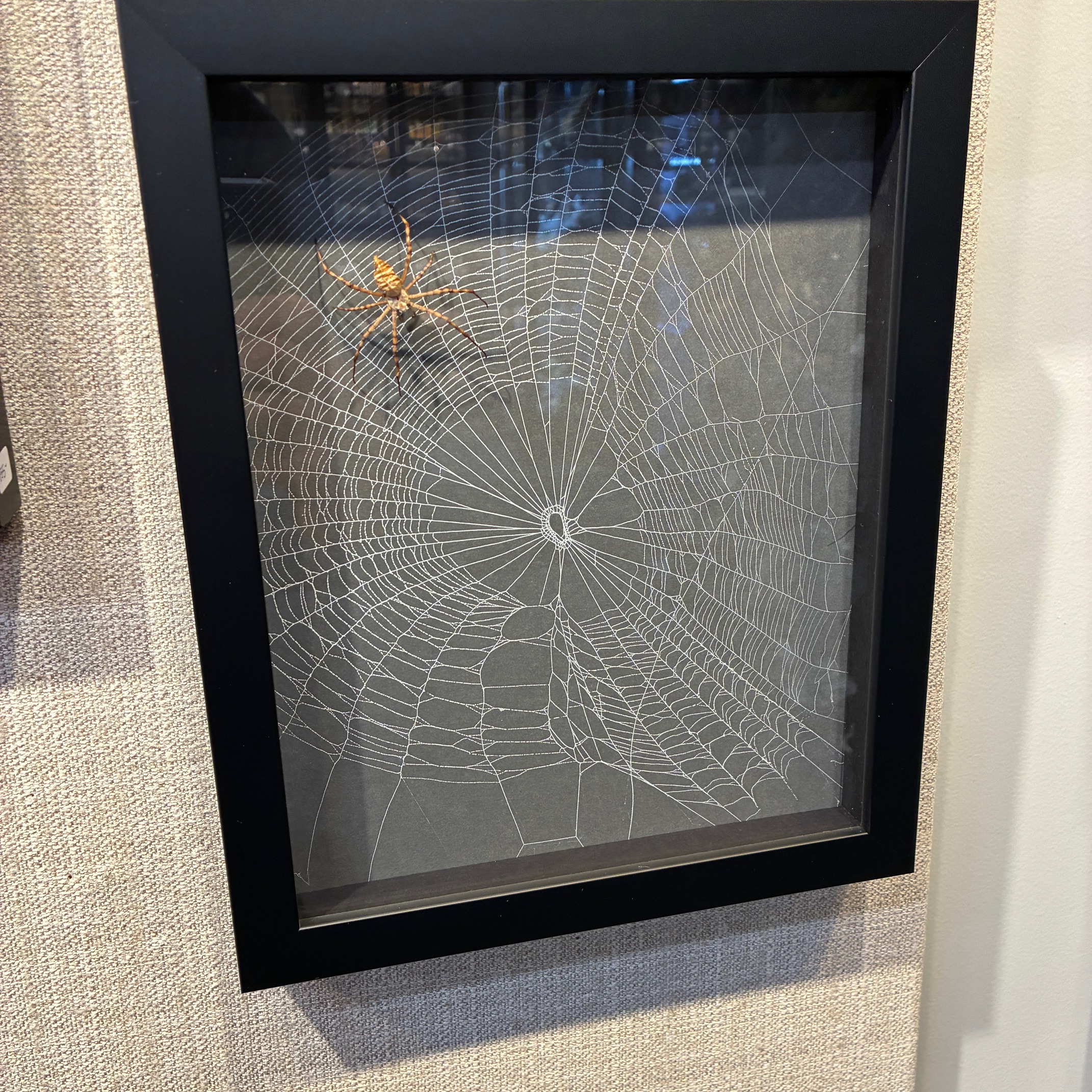 Spider web with spider