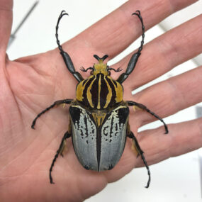 Goliathus cacicus, Chief Goliath Beetle