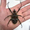 Goliathus cacicus, Chief Goliath Beetle
