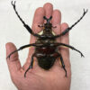 Goliathus regius