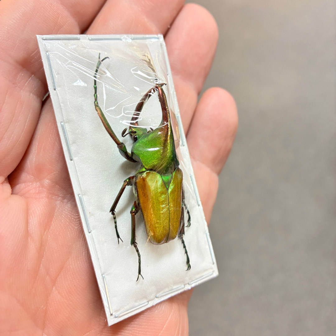 Beetle Theodosia magnifica specimen