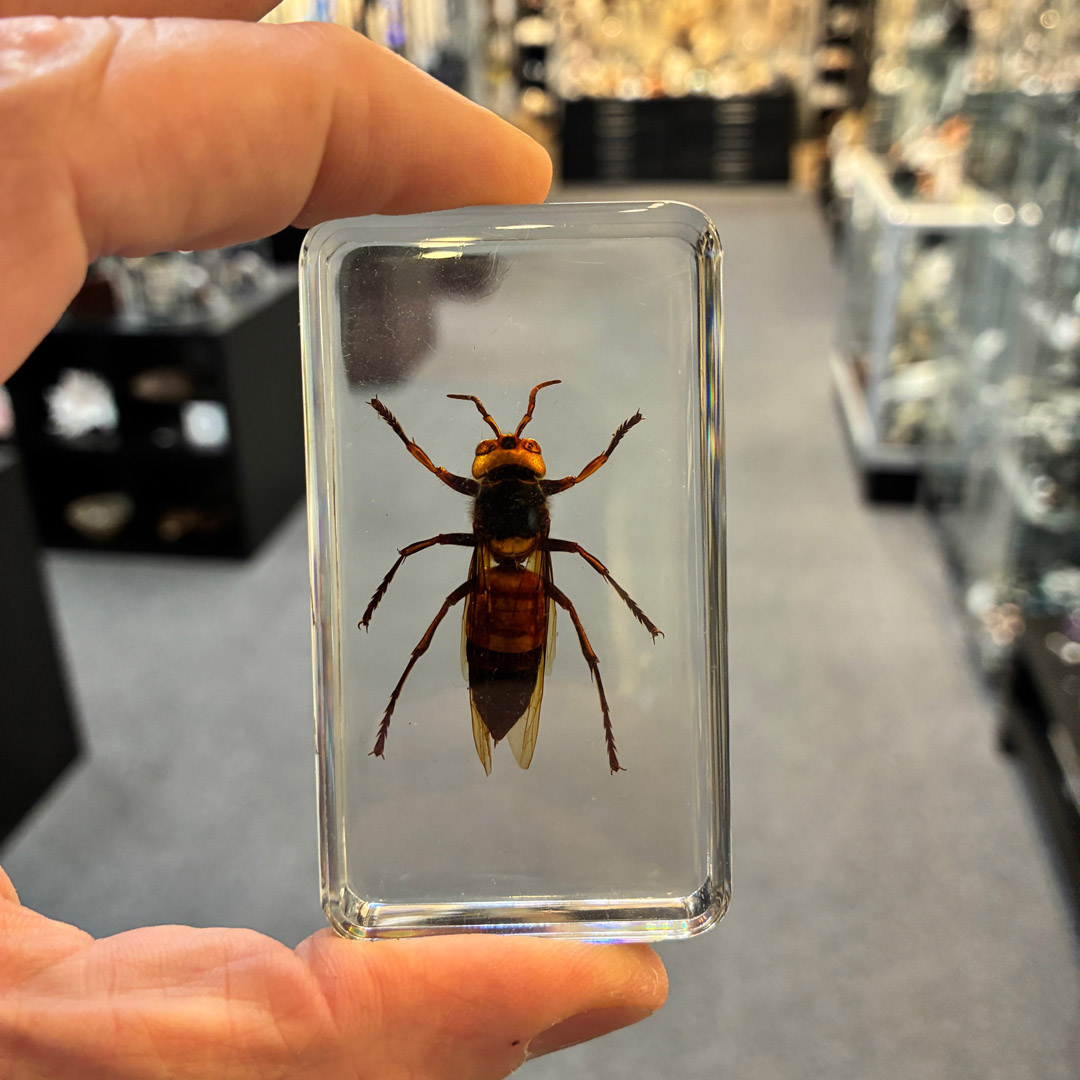Greater-banded Hornet in Acrylic