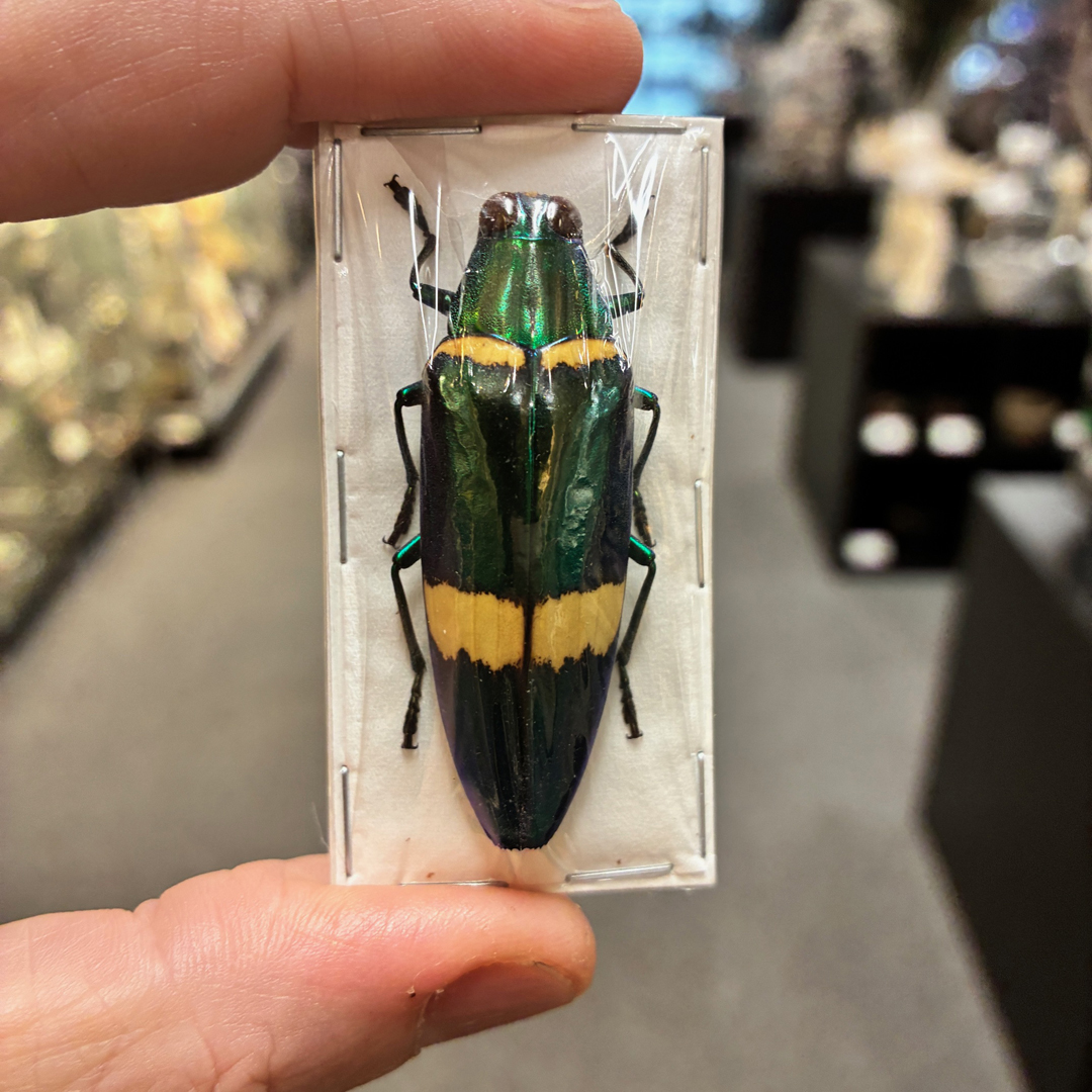 Chrysochroa-klapaleki-Jewel-