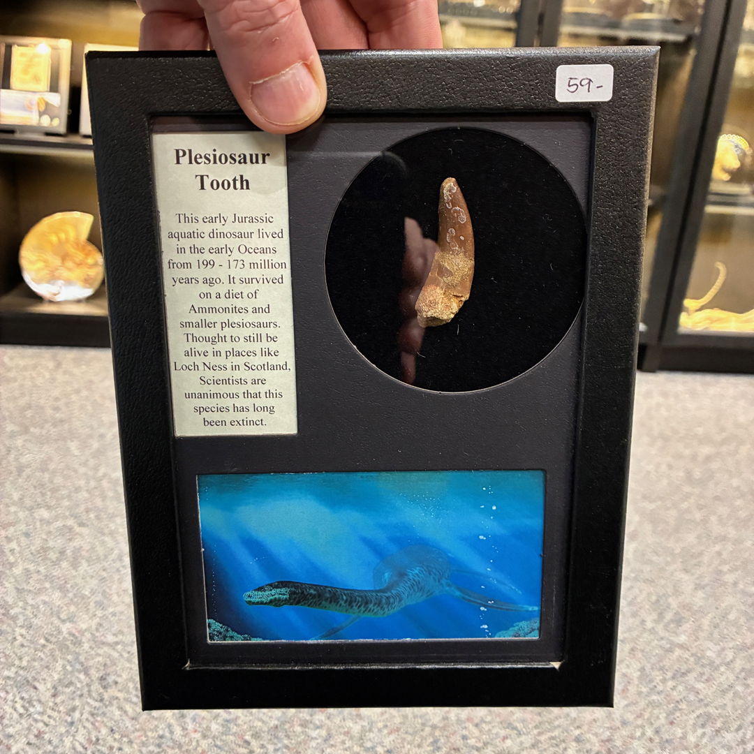 Plesiosaur tooth in Riker Mount