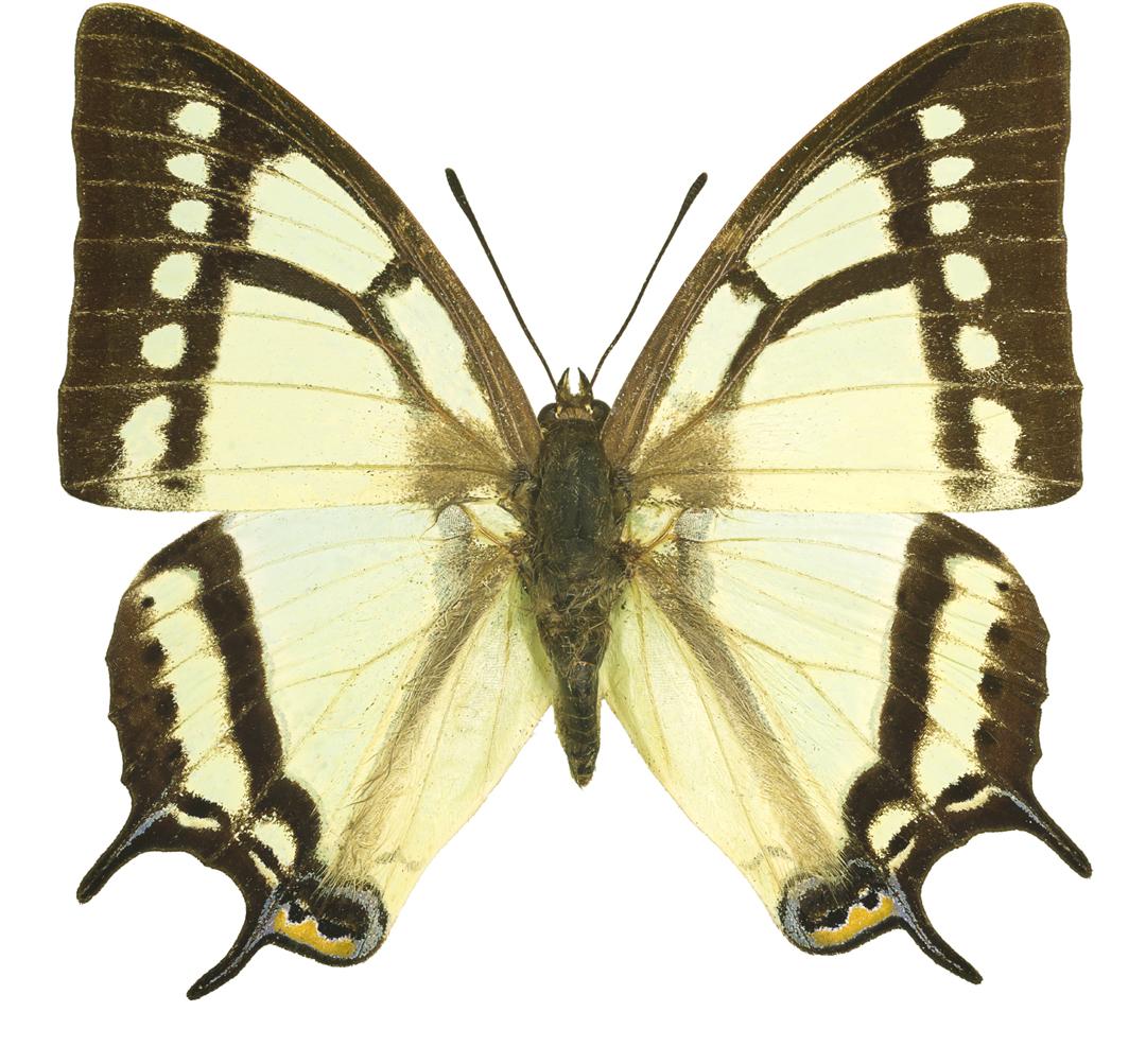 Polyura-narcaeus.jpg