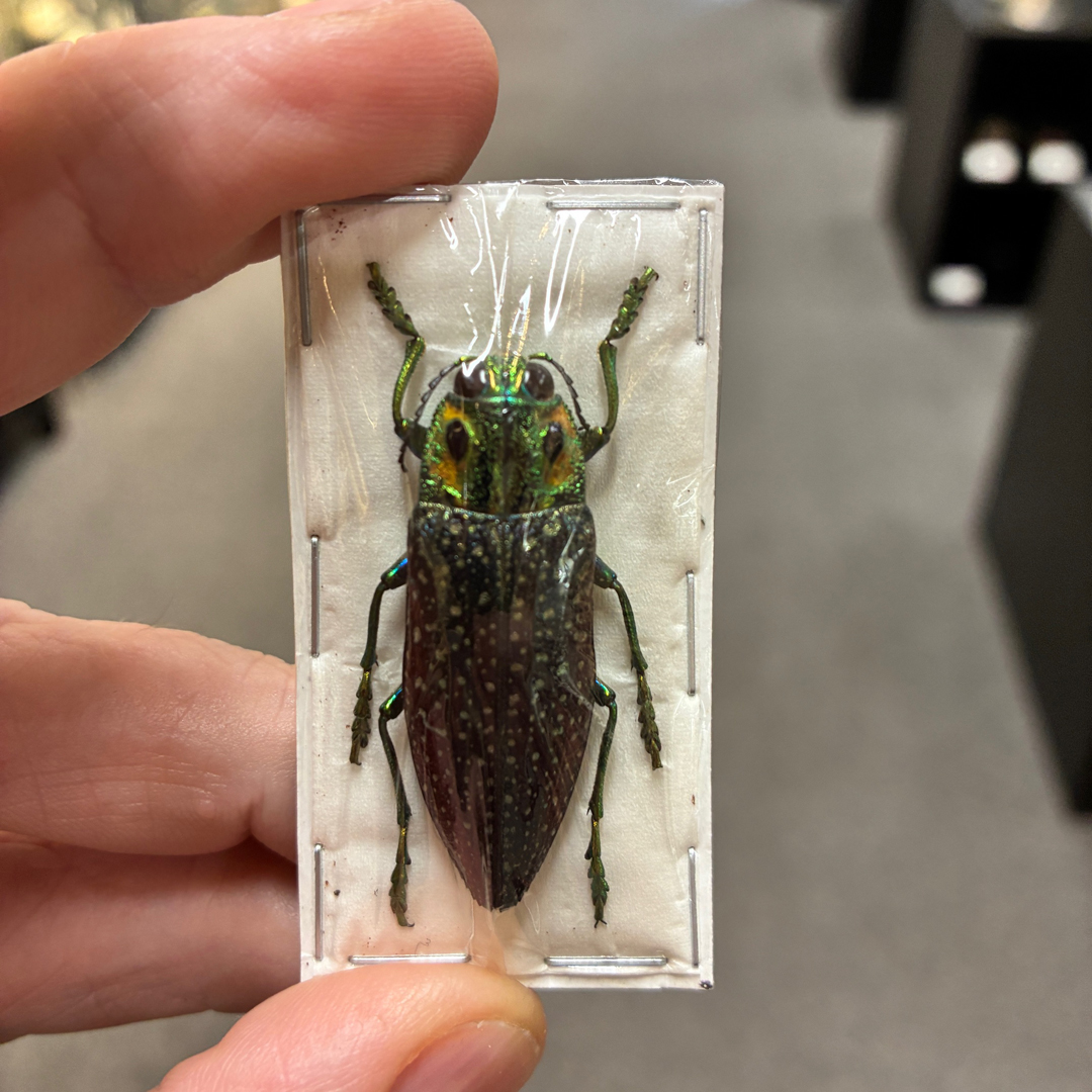 Beetle-Lampropepla-rothschildi