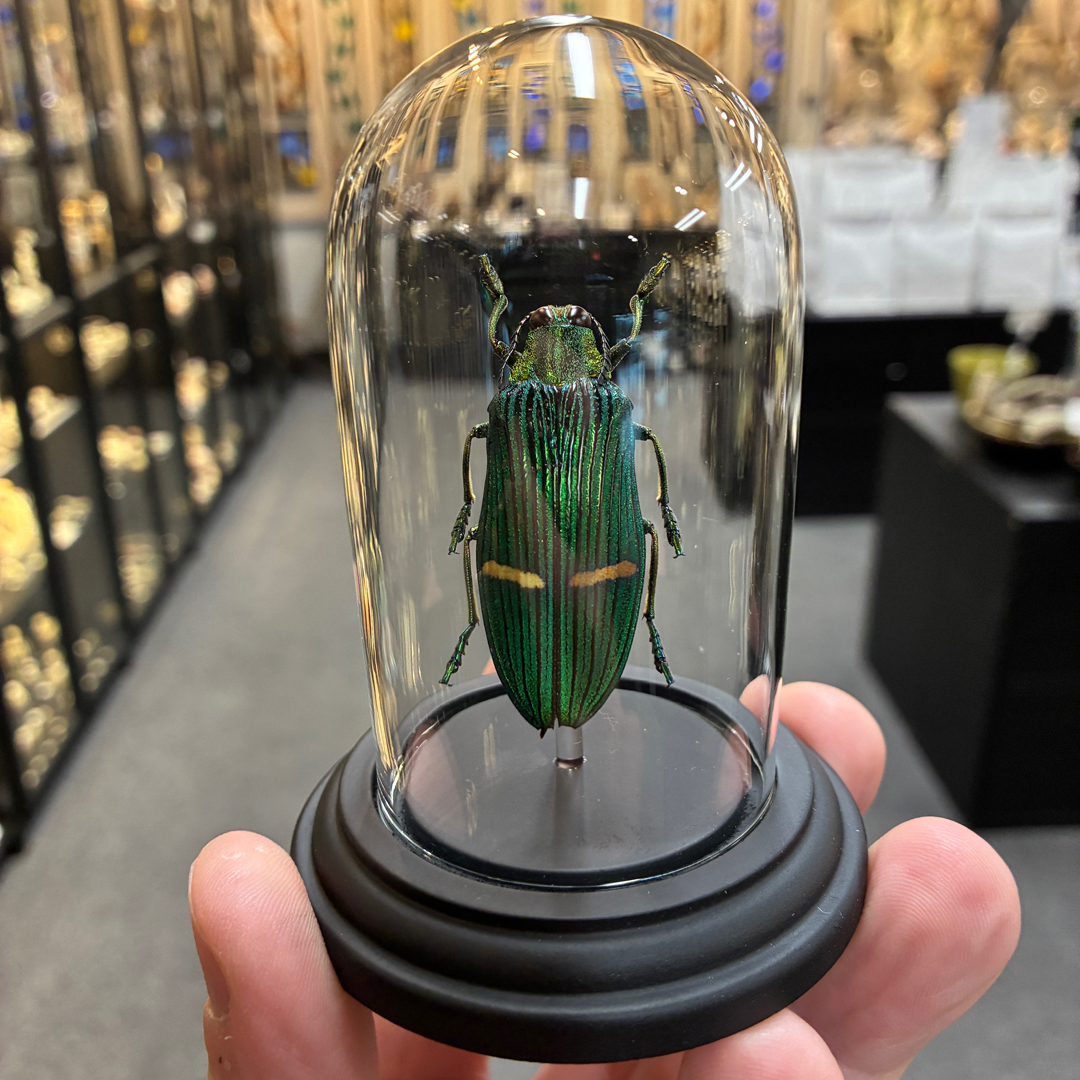 Catoxantha opulenta Jewel Beetle