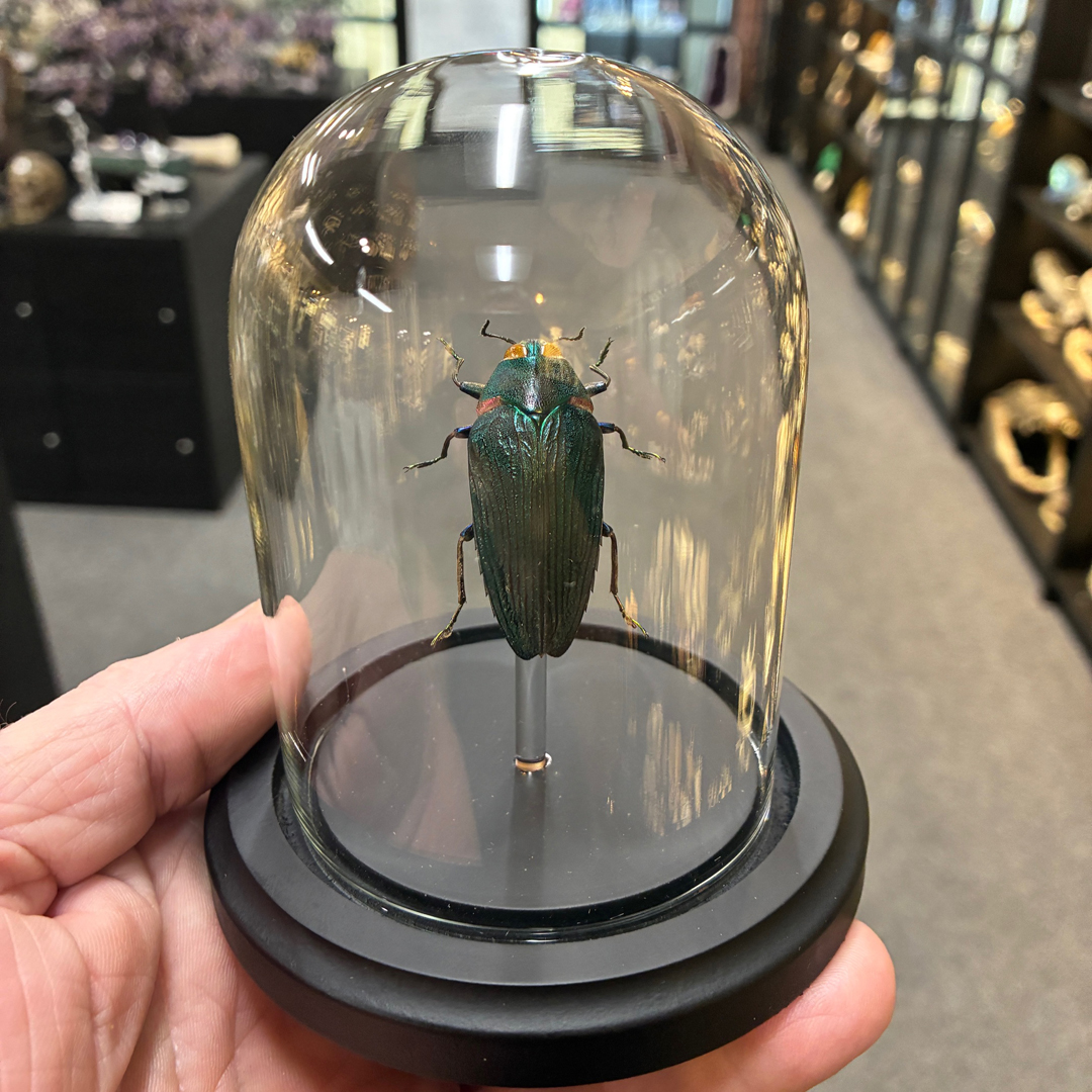 標本 Peru Clobogaster lesplendens 41mm Colobogaster resplendens Jewel Beetle