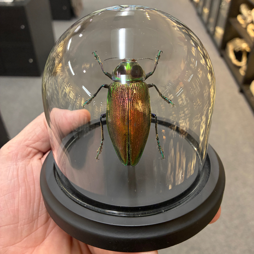 Euchroma-giganteum-Jewel-