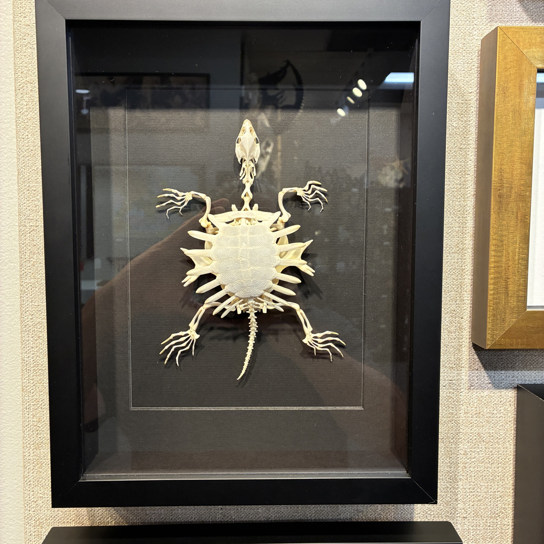 Spiny Soft Shell Turtle Skeleton frame