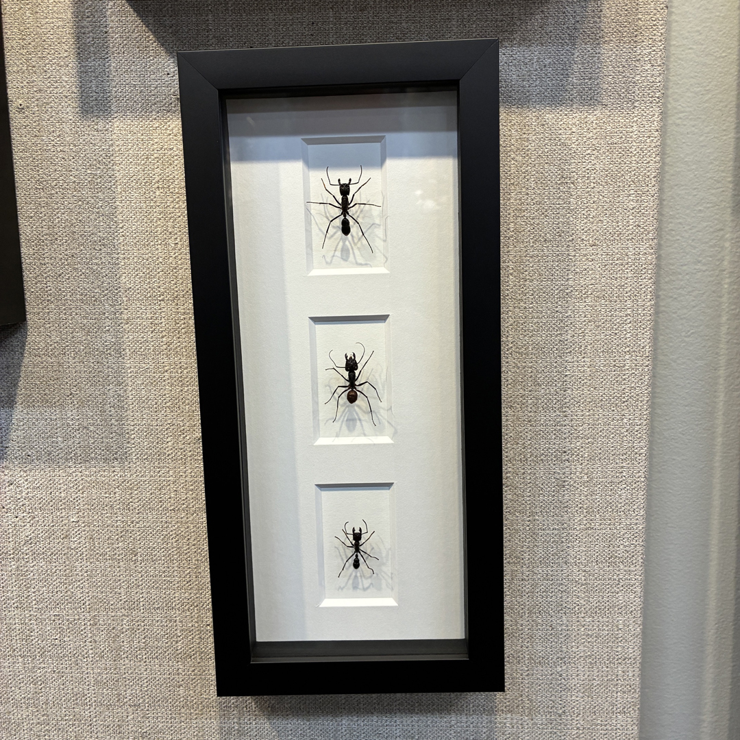 3 Giant Ant Species in a Frame